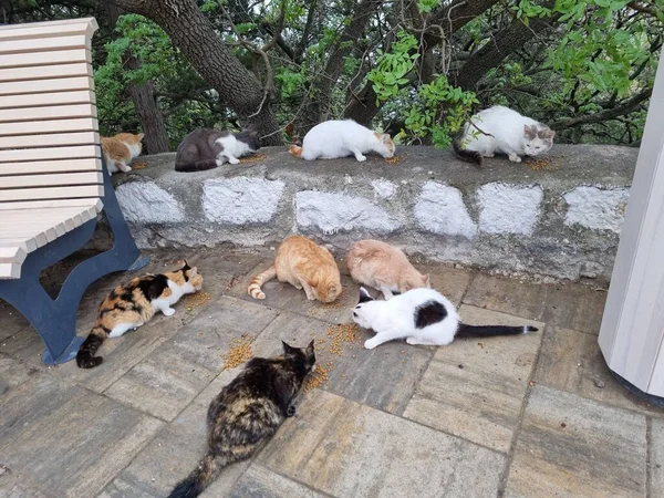 Влітку Бездомні Коти Їдять Надворі Криму — стокове фото