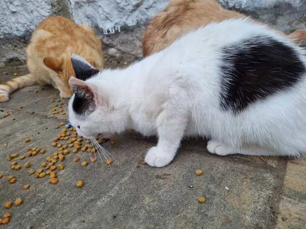 Бездомные Кошки Едят Открытом Воздухе Летом Крым — стоковое фото