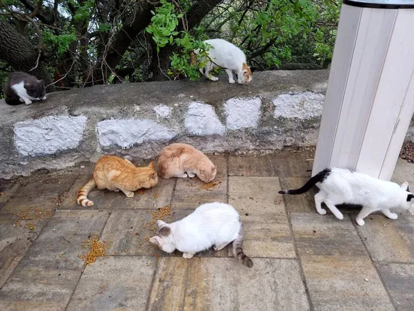 Gatos Vadios Comer Livre Verão Crimeia — Fotografia de Stock