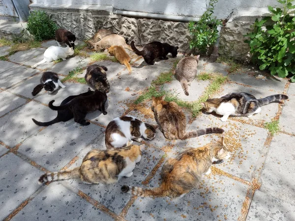 Gatos Vadios Comer Livre Verão Crimeia — Fotografia de Stock