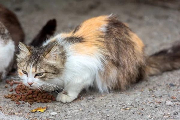 Sokak Kedileri Yazın Dışarıda Yemek Yer Kırım — Stok fotoğraf