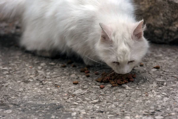 克里米亚 夏天流浪猫在户外吃东西 — 图库照片