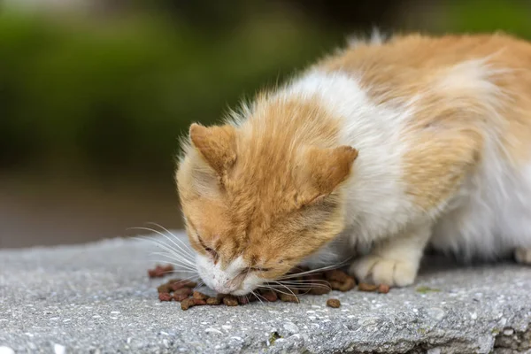 Herrelösa Katter Äter Utomhus Sommaren Krim — Stockfoto