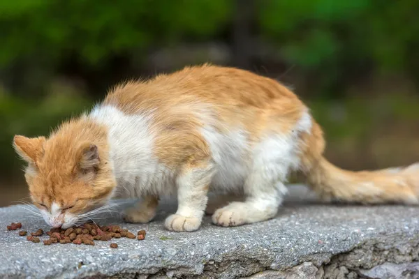 Herrelösa Katter Äter Utomhus Sommaren Krim — Stockfoto