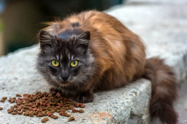 克里米亚 夏天流浪猫在户外吃东西 — 图库照片