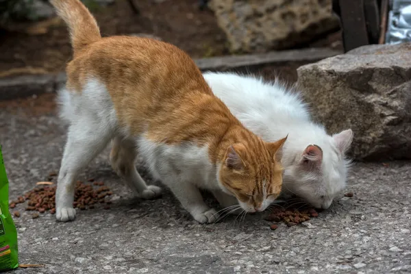 Stray Cats Eat Outdoors Summer Crimea — Stock Photo, Image