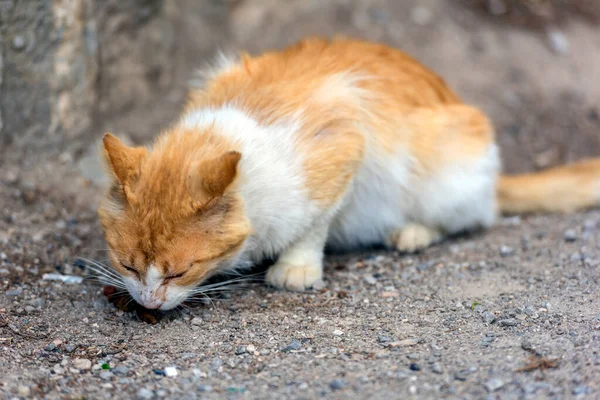 Los Gatos Callejeros Comen Aire Libre Verano Crimea — Foto de Stock