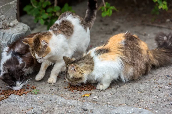 Bezpańskie Koty Jedzą Świeżym Powietrzu Latem Krym — Zdjęcie stockowe