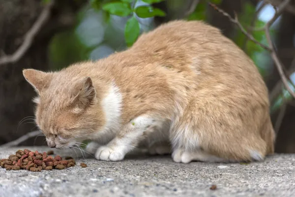 克里米亚 夏天流浪猫在户外吃东西 — 图库照片