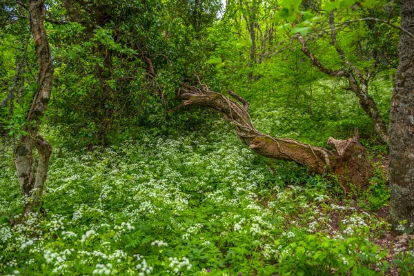 Güzel Ahşap Şakayık Kayın Ormanında Bahar Çiçekleri — Stok fotoğraf