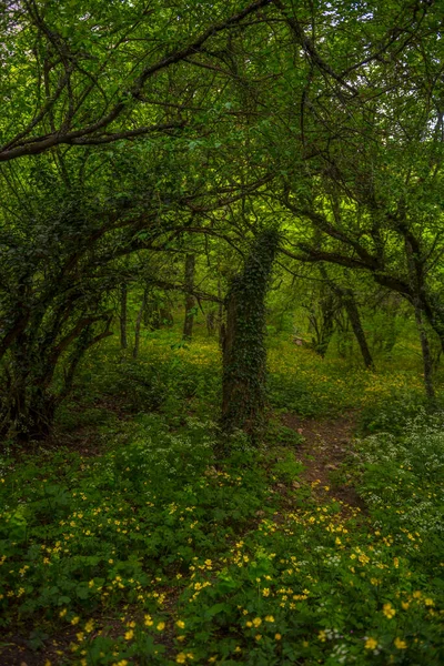 Prachtige Houten Anemoon Lentebloemen Het Beukenbos — Stockfoto