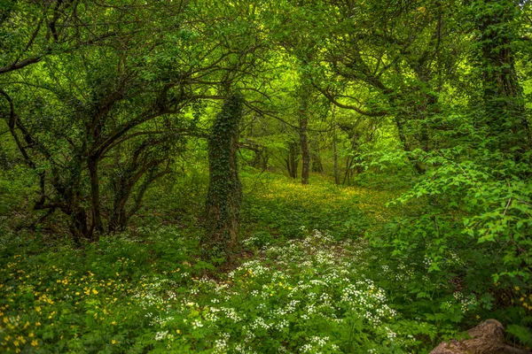 Piękny Drewniany Anemon Wiosenne Kwiaty Lesie Bukowym — Zdjęcie stockowe