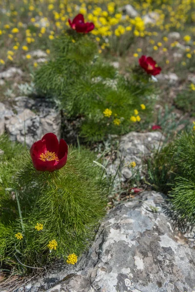Peonías Rojas Montaña Primavera Cerca — Foto de Stock