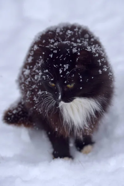 Black White Cat Freezing Snow Winter — Stock Photo, Image
