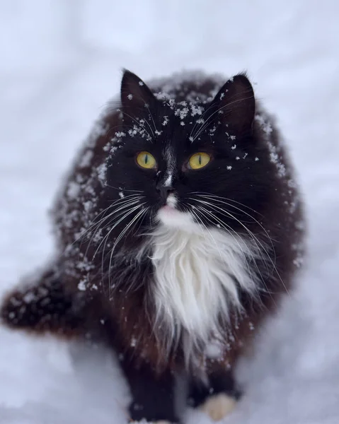 Siyah Beyaz Kedi Kışın Karda Donuyor — Stok fotoğraf