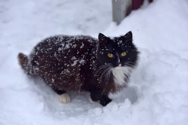 Siyah Beyaz Kedi Kışın Karda Donuyor — Stok fotoğraf