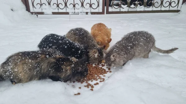 Sokak Kedileri Kışın Donarak Karda Yemek Yerler — Stok fotoğraf