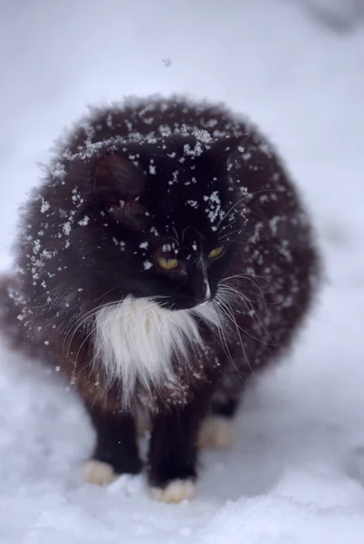 Black White Cat Freezing Snow Winter — Stock Photo, Image