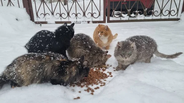 Hungriga Herrelösa Katter Äter Snön Vintern Frost — Stockfoto