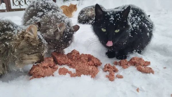 Hungry Stray Cats Eat Snow Winter Frost — Stock Photo, Image