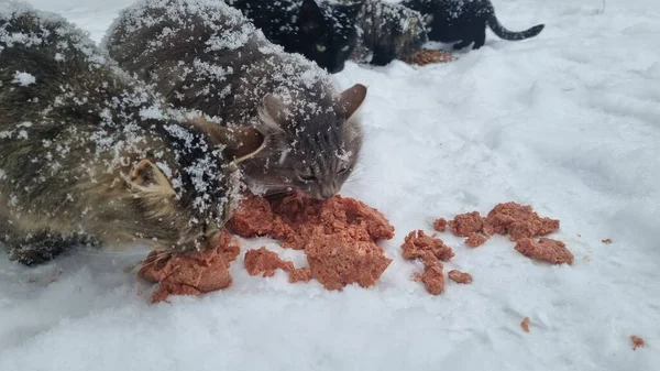 Hungrige Streunende Katzen Fressen Winter Bei Frost Schnee — Stockfoto