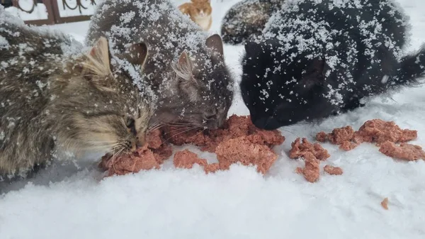 Hungrige Streunende Katzen Fressen Winter Bei Frost Schnee — Stockfoto