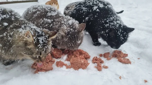 冬は霜の降る雪の中で空腹の野良猫が食べる — ストック写真