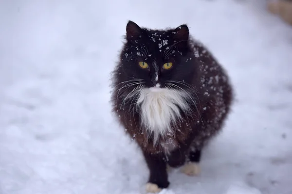 Schwarz Weiße Katze Friert Winter Schnee — Stockfoto