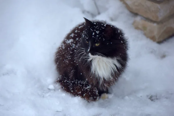 Preto Branco Gato Congelamento Neve Inverno — Fotografia de Stock