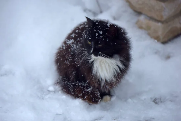 冬天黑白相间的猫在雪地里冻死了 — 图库照片