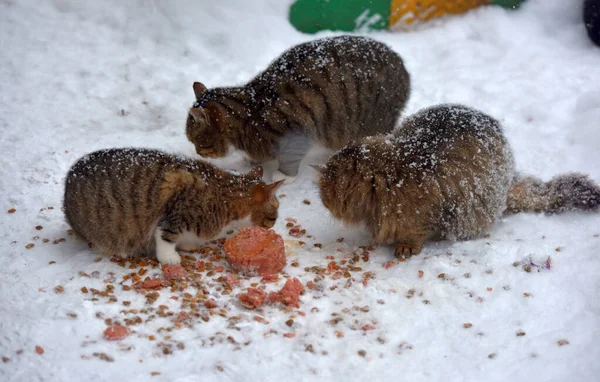 Kucing Liar Lapar Makan Salju Musim Dingin Dalam Embun Beku — Stok Foto