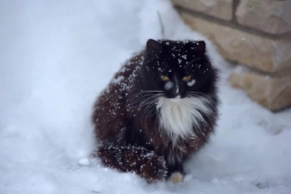 Μαύρο Και Άσπρο Γάτα Κατάψυξη Στο Χιόνι Χειμώνα — Φωτογραφία Αρχείου