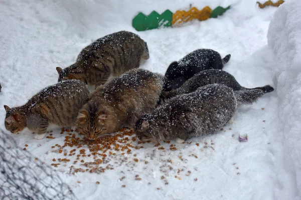 Éhes Kóbor Macskák Esznek Hóban Télen Fagy — Stock Fotó