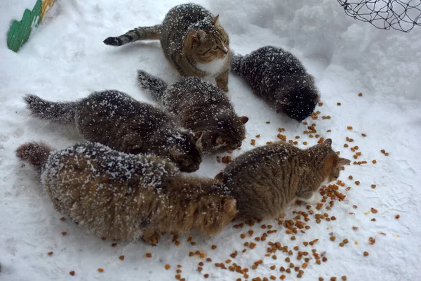Éhes Kóbor Macskák Esznek Hóban Télen Fagy — Stock Fotó
