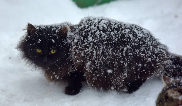 Sokak Kedileri Kışın Donarak Karda Yemek Yerler — Stok fotoğraf