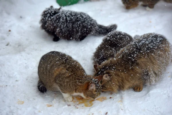 Hungriga Herrelösa Katter Äter Snön Vintern Frost — Stockfoto