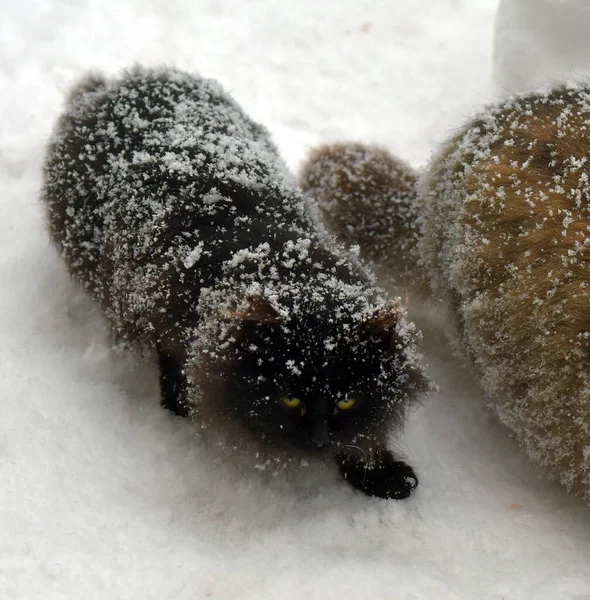 배고픈 길잃은 고양이들은 서리에 속에서 먹는다 — 스톡 사진