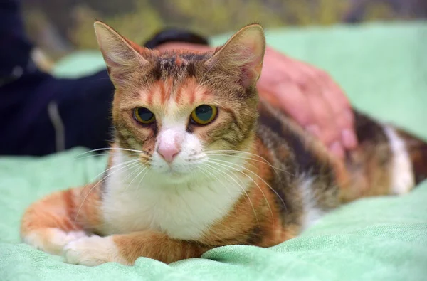 Kucing Lucu Tiga Warna Terletak Tempat Tidur Menutup — Stok Foto
