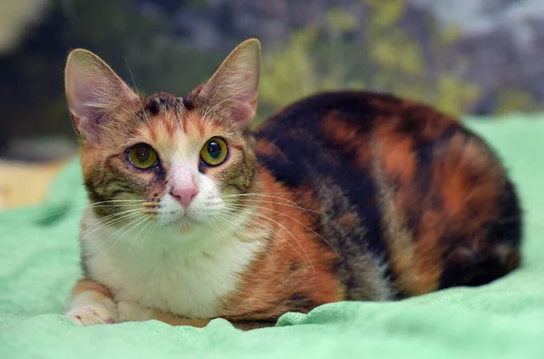 Tricolor Aranyos Macska Fekszik Ágyon Közelről — Stock Fotó