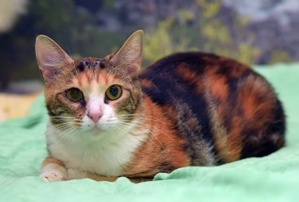 Tricolor Söt Katt Ligger Sängen Närbild — Stockfoto