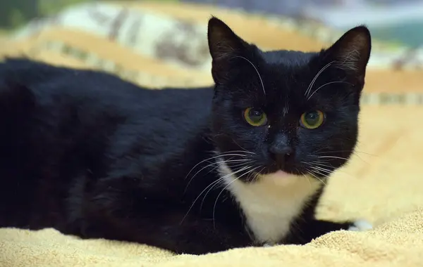 Preto Branco Bonito Gato Deitado Cama — Fotografia de Stock