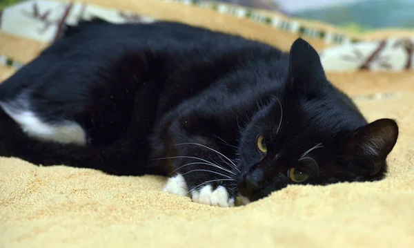 Černá Bílá Roztomilá Kočka Ležící Posteli — Stock fotografie