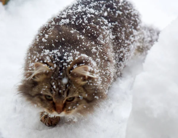 饥饿的流浪猫冬天在雪地里吃霜冻 — 图库照片