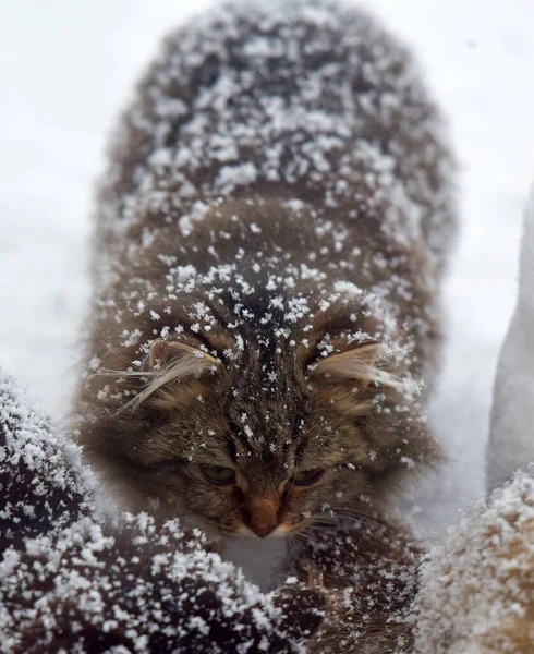 Gatos Vadios Famintos Comem Neve Inverno Geada — Fotografia de Stock