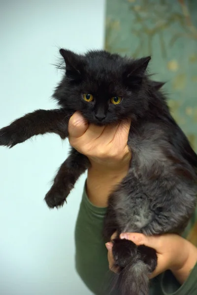 Μαύρη Χνουδωτή Μικρή Γάτα Στα Χέρια Από Κοντά — Φωτογραφία Αρχείου