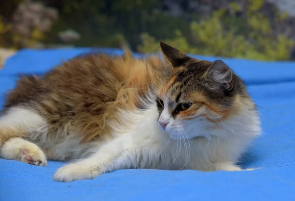 Χαριτωμένο Χνουδωτό Τρίχρωμη Γάτα Στο Κρεβάτι Κοντά — Φωτογραφία Αρχείου