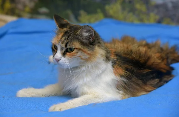 Симпатичная Пушистая Трехцветная Кошка Кровати Крупным Планом — стоковое фото