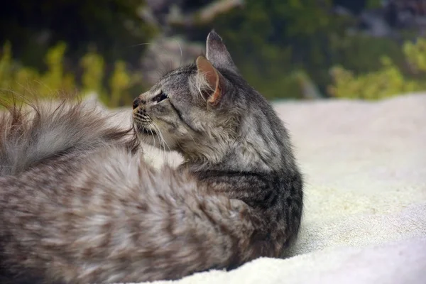 可爱的毛绒绒灰猫在床上靠得很近 — 图库照片