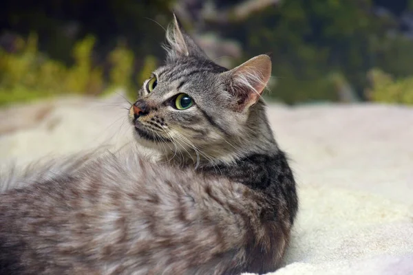 Niedliche Flauschige Graue Katze Auf Dem Bett Aus Nächster Nähe — Stockfoto