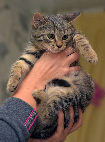 Pouco Assustado Gatinho Listrado Mãos Perto — Fotografia de Stock